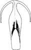 Aedeagus, ventral view on Concavifer marmoratus Dlabola, 1960: Aedeagus, ventral view. (Observation).