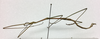 CollectionObject 1559644; 11057412-5713-447a-9f6b-f80b885c6c12: copyright ETHZ. male, lateral view (syntype). (CollectionObject).