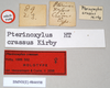 CollectionObject 1561531; NHMUK(SF IMPORT DUPLICATE) 844938, 8e2e757a-dc43-4936-9268-cd7db1ea400b: copyright Natural History Museum, London. female, data labels [reversed as applicable] (holotype). (CollectionObject).