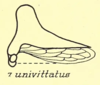 Habitus, lateral view: !! display not done !! on Glossonotus univittatus (Harris, 1841): (Observation).