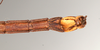 CollectionObject 1560709; 71a31e01-2952-4073-b56a-793134ecc899: copyright MIZ, Warsaw. male: end of abdomen, ventral view (holotype). (CollectionObject).