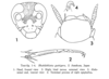Rhabdoblatta guttigera (Shiraki, 1906): Rhabdoblatta guttigera, male. (Otu).