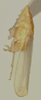 Habitus, lateral view: Male holotype [USNM]: habitus, lateral view. (Observation).