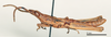 CollectionObject 1578629; 2ebc4c00-75e1-47a2-9145-2e3d084c518e: male, lateral view (paralectotype). (CollectionObject).