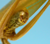 CollectionObject 1542924; e0c6e038-cb01-4d16-ba3e-236bf04458dd: male, apex of the abdomen posterior view (holotype). (CollectionObject).