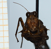 CollectionObject 1506077; f83b31c4-a211-4d19-a903-bc455aa3187c: female, frontal view (syntype). (CollectionObject).