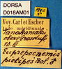 CollectionObject 1568973; f0c94d4d-a658-4739-8d27-d1382319fbff, DORSA D018AM01: labels. (CollectionObject).