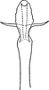 Aedeagus, ventral view: Aedeagus of E. acericola Ross & DeLong, ventral view. (Observation).