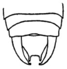 Fig. 16. male abdomen tip, dorsal view. Depicts Hyperphrona signata Rehn, 1907, an Otu.