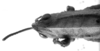 CollectionObject 1533405; a1f24750-c587-48fc-9f11-9872ac2730f9: Image Carbonell, C.S. male head and pronotum, dorsal view (holotype). (CollectionObject).