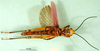 CollectionObject 1502205; 30bb8947-565d-4ddc-ba1a-a2937d2a7ab0: male, ventral view (paratype). (CollectionObject).