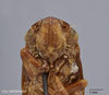 Head on Aphrophora (Plesiommata) irrorata Ball, 1899: (Observation).