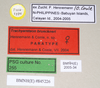 CollectionObject 1563046; 249af9de-89b5-4f87-896d-32fe89bf2e2c: copyright Natural History Museum, London. female, data labels (paratype). (CollectionObject).;CollectionObject 1563047; 90a510f9-0544-463a-908a-75f3af89a640: copyright Natural History Museum, London. female, data labels (paratype). (CollectionObject).;CollectionObject 1563048; aadcb565-85d8-4fca-b0ca-4c228a6069cb: copyright Natural History Museum, London. female, data labels (paratype). (CollectionObject).