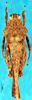 CollectionObject 1505361; 8088e0ad-bd23-477f-a0a0-cc09bc18c578: male, dorsal view (holotype). (CollectionObject).