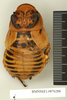 CollectionObject 1573031; 540aa473-11c4-4d72-96c5-9dec3f16290f: Copyright Natural History Museum, London. Non-type (adult male) in BM(NH). Dorsal view. (CollectionObject).