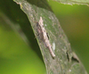 CollectionObject 1584352; c35aa362-1cbe-4c42-b55c-668223ac9ff4: Reproduced by J. Skejo, with author's permission. Lateral view on a female standing on a leaf. (CollectionObject).