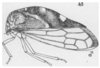 Habitus, lateral view: !! display not done !! on Cyrtolobus fenestratus (Fitch, 1851): (Observation).