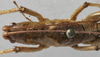 CollectionObject 1539648; 2e85d8d8-a644-4cb5-97bf-2dbbf76a71ee: male pronotum dorsal (syntype). (CollectionObject).;CollectionObject 1539649; 5e308dca-8056-47c1-bdb5-c15e234c7dc5: male pronotum dorsal (syntype). (CollectionObject).