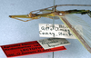 CollectionObject 1557019; NMW 172, e9377c7d-8ba2-4c6d-94e6-4823b588db85: copyright NMW, Vienna. male: head and thorax, lateral view (lectotype). (CollectionObject).