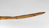 CollectionObject 1557958; 85f368d7-044d-43ad-b514-d33d8d5da020: copyright ZMHB, Berlin. female: end of abdomen, ventral view (syntype). (CollectionObject).