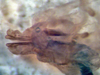 CollectionObject 1537805; accae54a-d8bb-4979-88d1-d6ed859e7ad2: male Phallus ventral view (paratype). (CollectionObject).