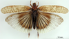 CollectionObject 1530734; 873e67ac-a02e-45de-959a-2c294bbd6e20: male, dorsal view (syntype of Bryodema luctuosum lugens). (CollectionObject).