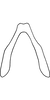 Connective on Anufrievia sphenoides Yang & Zhang, 2018: Connective. (Observation).