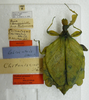 CollectionObject 1561253; 572e9830-f595-407f-a578-32a6291018de: copyright SMTD, Dresden. female (holotype), labels. (CollectionObject).