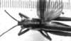 CollectionObject 1501113; 22893d49-df09-448f-ba53-0c5b5075123c: Image Carbonell, C.S. male head and pronotum, dorsal view (lectotype of Xiphocera picticollis). (CollectionObject).