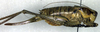 CollectionObject 1502600; 82a138db-c948-48eb-a27d-efdc65fe832e: female, lateral view (paratype). (CollectionObject).