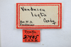 Other: !! display not done !! on Vanduzea laeta Goding, 1893: (Observation).