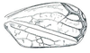 Forewing: !! display not done !! on Dicyphonia Ball, 1900: Dicyphonia ornatus, female, forewing. (Observation).