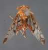 Habitus, dorsal view on Cyphonia braccata (Germar, 1835): (Observation).