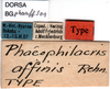 CollectionObject 1500988; 4d6e407f-b185-45d9-8cc4-88000d20b84a, DORSA BGphaaffS01: labels (holotype of Phaeophilacris affinis). (CollectionObject).