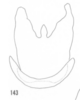 Pygofer, ventral view: !! display not done !! on Pentastiridius habeckorum (Mead & Kramer, 1982): (Observation).