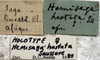 CollectionObject 1539558; 45ef1569-a2ba-473b-8dc1-f445e1414b5d: labels (holotype of Hemisaga hastata). (CollectionObject).