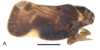 Habitus, lateral view: !! display not done !! on Makaya volontany Świerczewski, Bourgoin & Stroiński, 2021: (Observation).