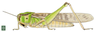 Locusta migratoria migratorioides (Reiche & Fairmaire, 1849): Page 235, Figure 1. female habitus. (Otu).