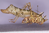 CollectionObject 1583375; UDBC<IH> CRI002494925, 58897ac7-3428-4c9c-9202-6191407688b0: male, lateral view (paratype). (CollectionObject).