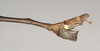 CollectionObject 1561039; NHMUK(SF IMPORT DUPLICATE) 844542, 1ce5d895-25c0-4bc6-9b50-1a4377cbfef3: copyright Natural History Museum, London. male: end of abdomen, lateral view (holotype). (CollectionObject).