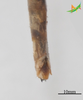 CollectionObject 2250047; Unioeste Cascavel K-1181, d5ed0d7f-b1de-4d1d-bcfc-026ca697abab: Male, terminalia in dorsal view. (CollectionObject).