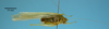 CollectionObject 1542791; b08f99c3-2280-468f-bdf6-729ace0da68d: male, body lateral view (holotype). (CollectionObject).