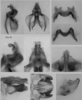Melanoplus uinta Otte, 2012: (Otu).