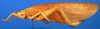 Tympanoptera buergersi buergersi Beier, 1954: female habitus lateral view (paratype). (Otu).