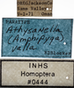 Other on Athysanella (Amphipyga) valla Blocker, 1990: Labels - Female. (Observation).