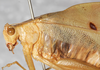 CollectionObject 1566552; NMW 14195, 4751dc71-9516-45f6-9702-da3e3ddc3f17: male, lateral view (syntype of Phylloptera tenera). (CollectionObject).
