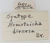 CollectionObject 1566586; 4944d154-2423-45b9-8370-1ee93ee723e1: labels (syntype). (CollectionObject).