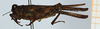 CollectionObject 1585238; b5620615-d4c7-42b1-8d31-6fa1fe77186c: male, lateral view (syntype). (CollectionObject).