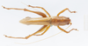 CollectionObject 1578225; ad0dcb8f-d87a-4429-870c-7cd0991b649a: male, dorsal view. (CollectionObject).