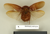 CollectionObject 1572880; affdbfe7-aef8-4a57-8d9c-5cf48d7b951b: Copyright Natural History Museum, London. Non-type (adult male) in BM(NH). Ventral view. (CollectionObject).